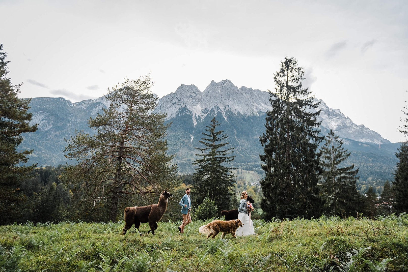 Alpaka-Wanderung als besonderes Erlebnis am Hochzeitstag